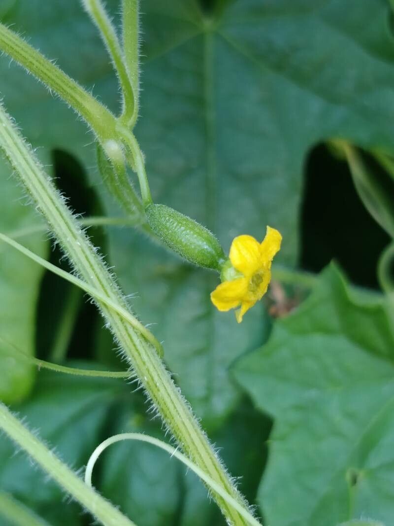 Melothria scabra flower