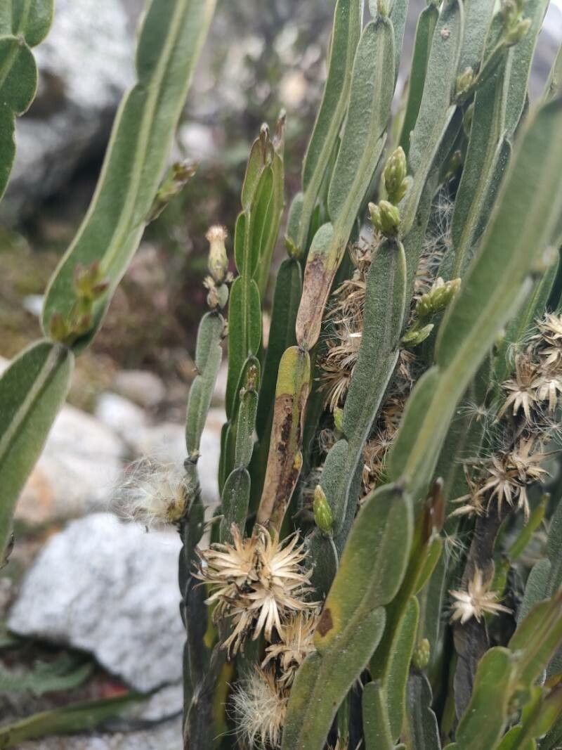 Baccharis genistelloides flower