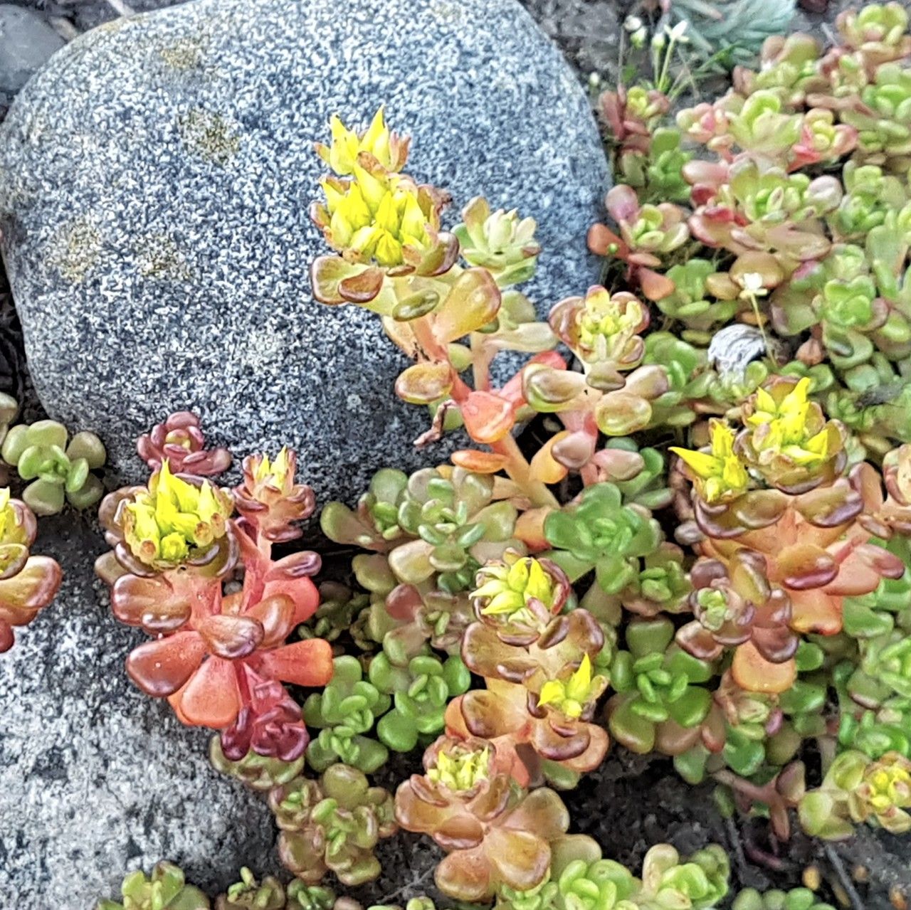 Sedum oreganum flower