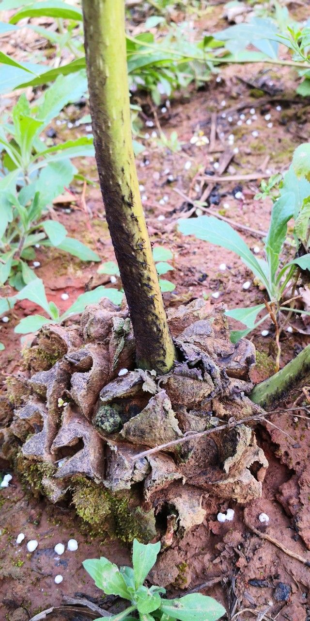 Angiopteris fokiensis habit