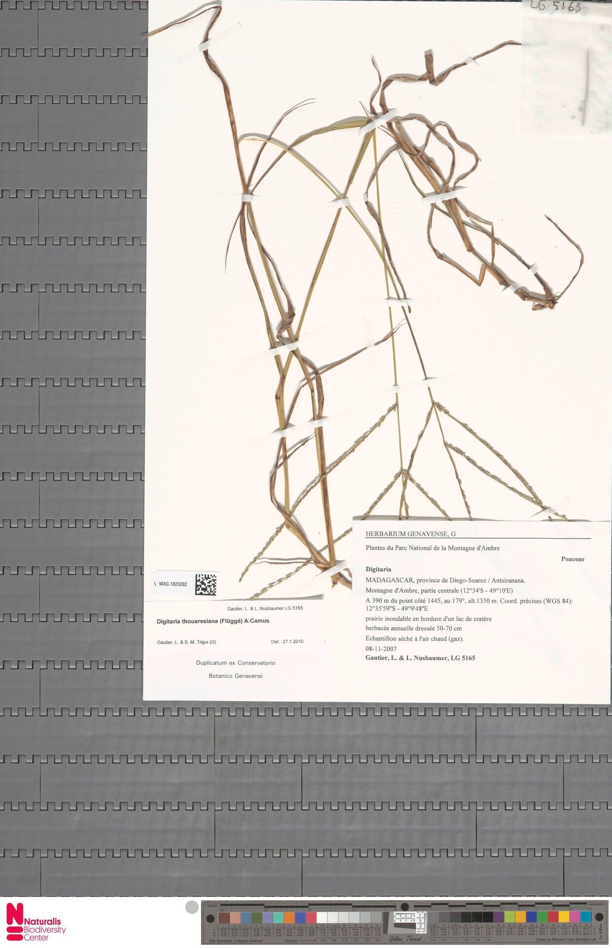 Digitaria thouarsiana — houseplant care guide
