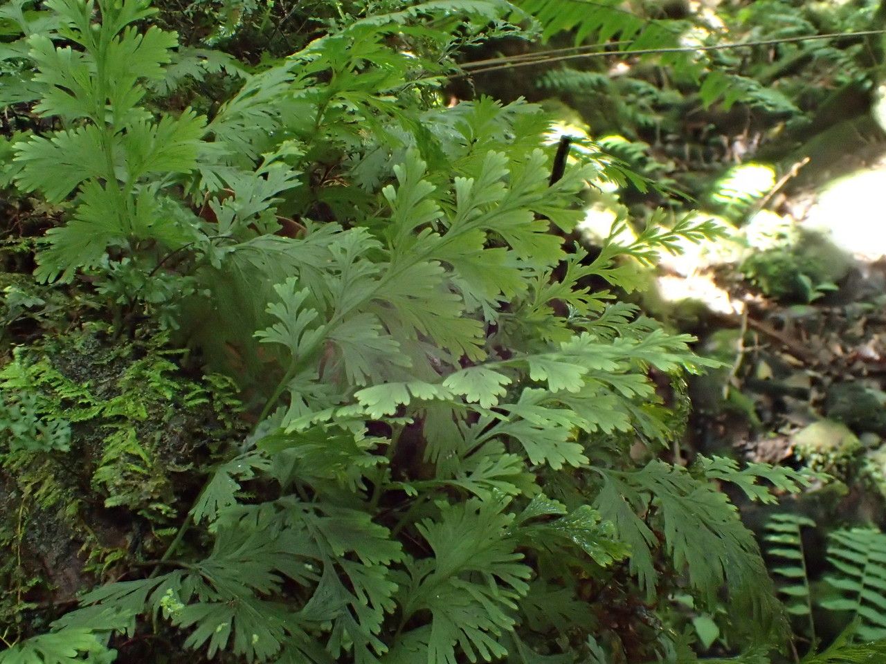Trichomanes bipunctatum habit