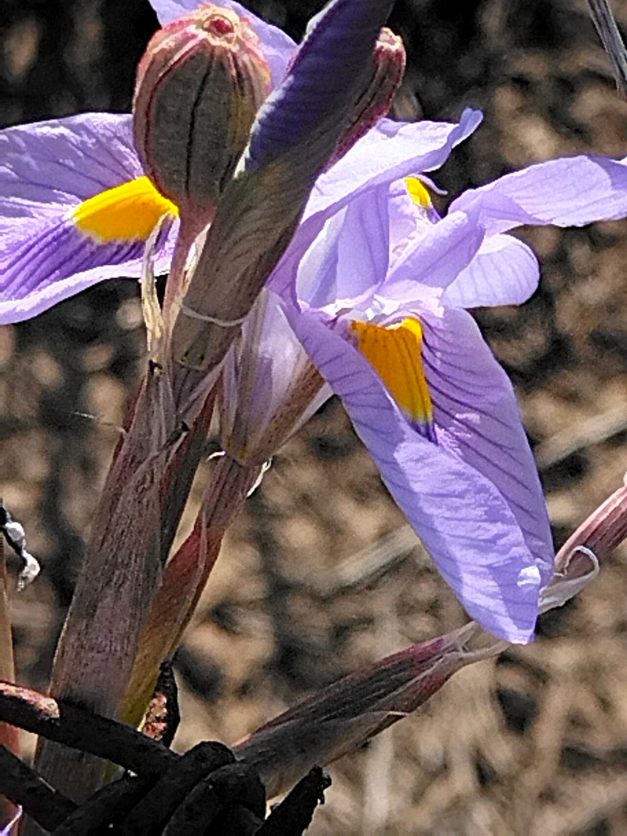 Moraea polystachya flower