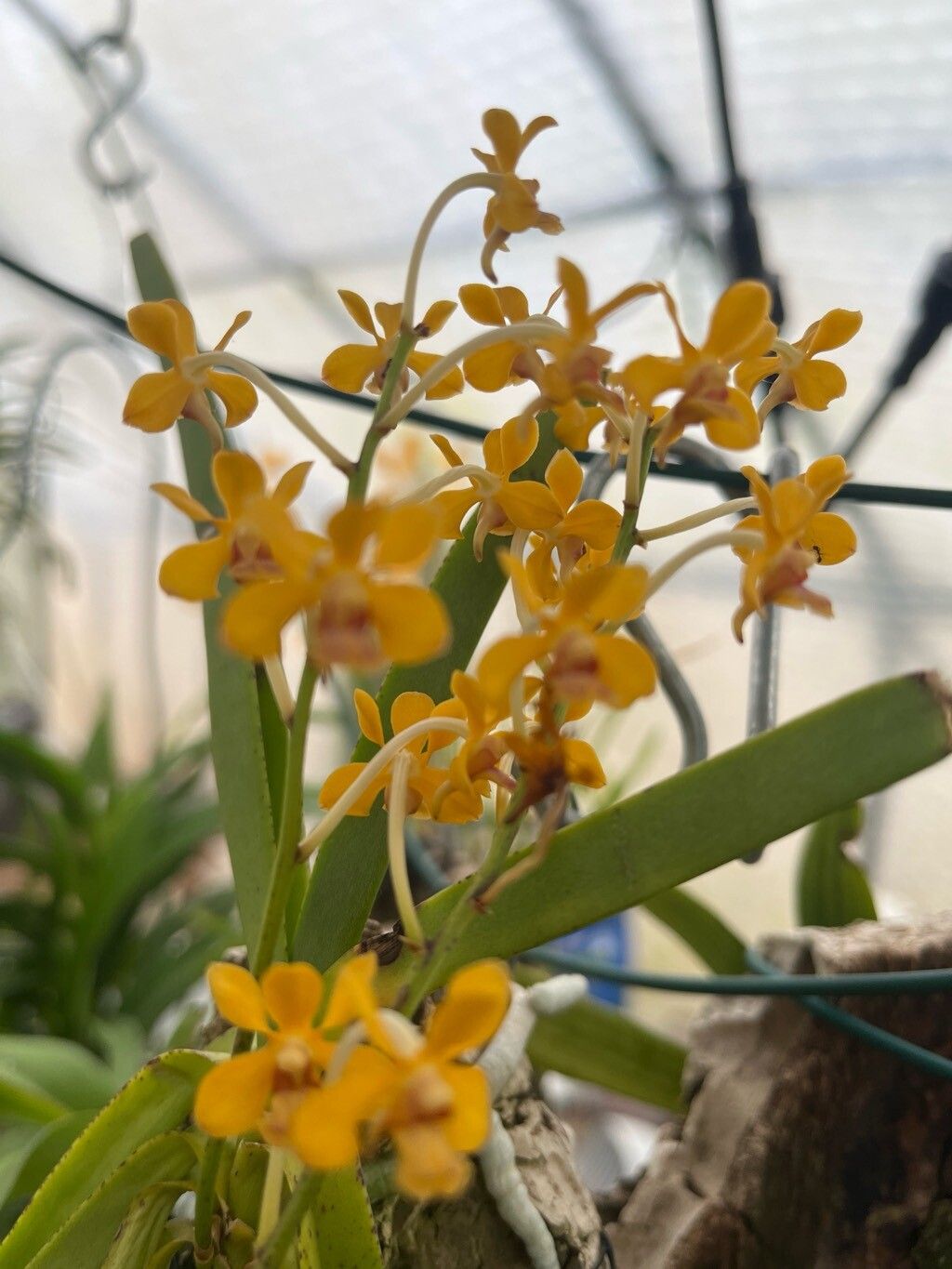 Vanda flabellata flower