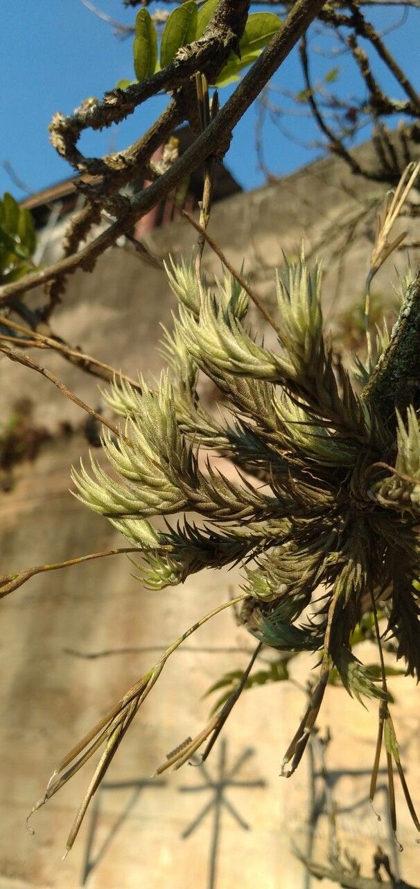 Tillandsia tricholepis leaf