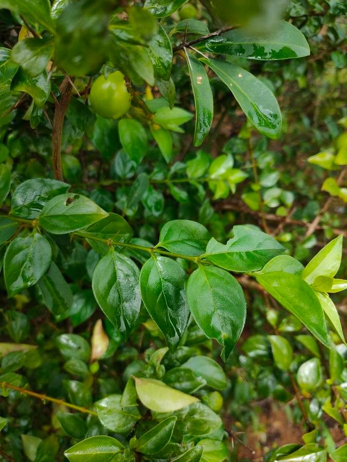 Canthium horridum — related species from the same genus