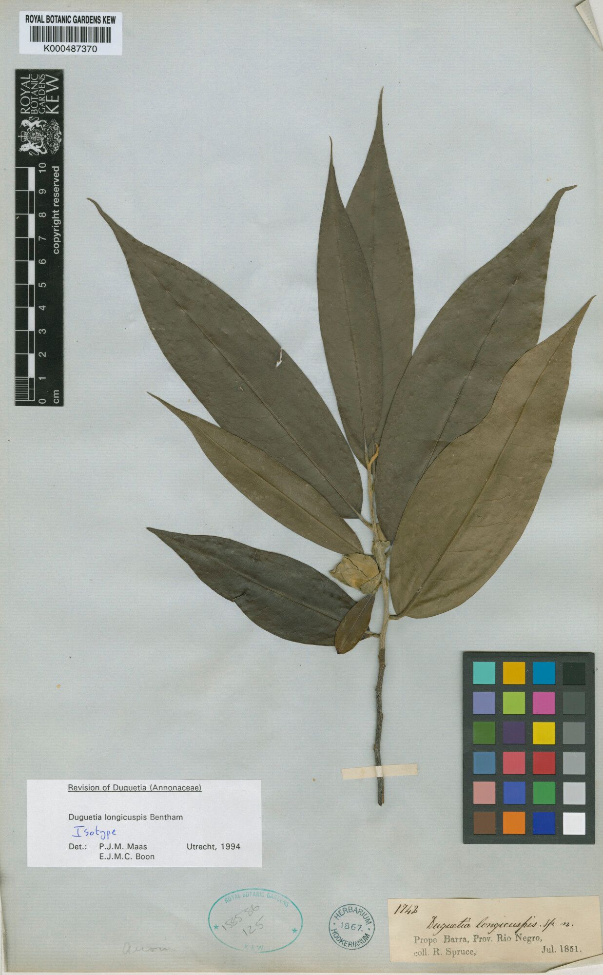 Duguetia longicuspis fruit