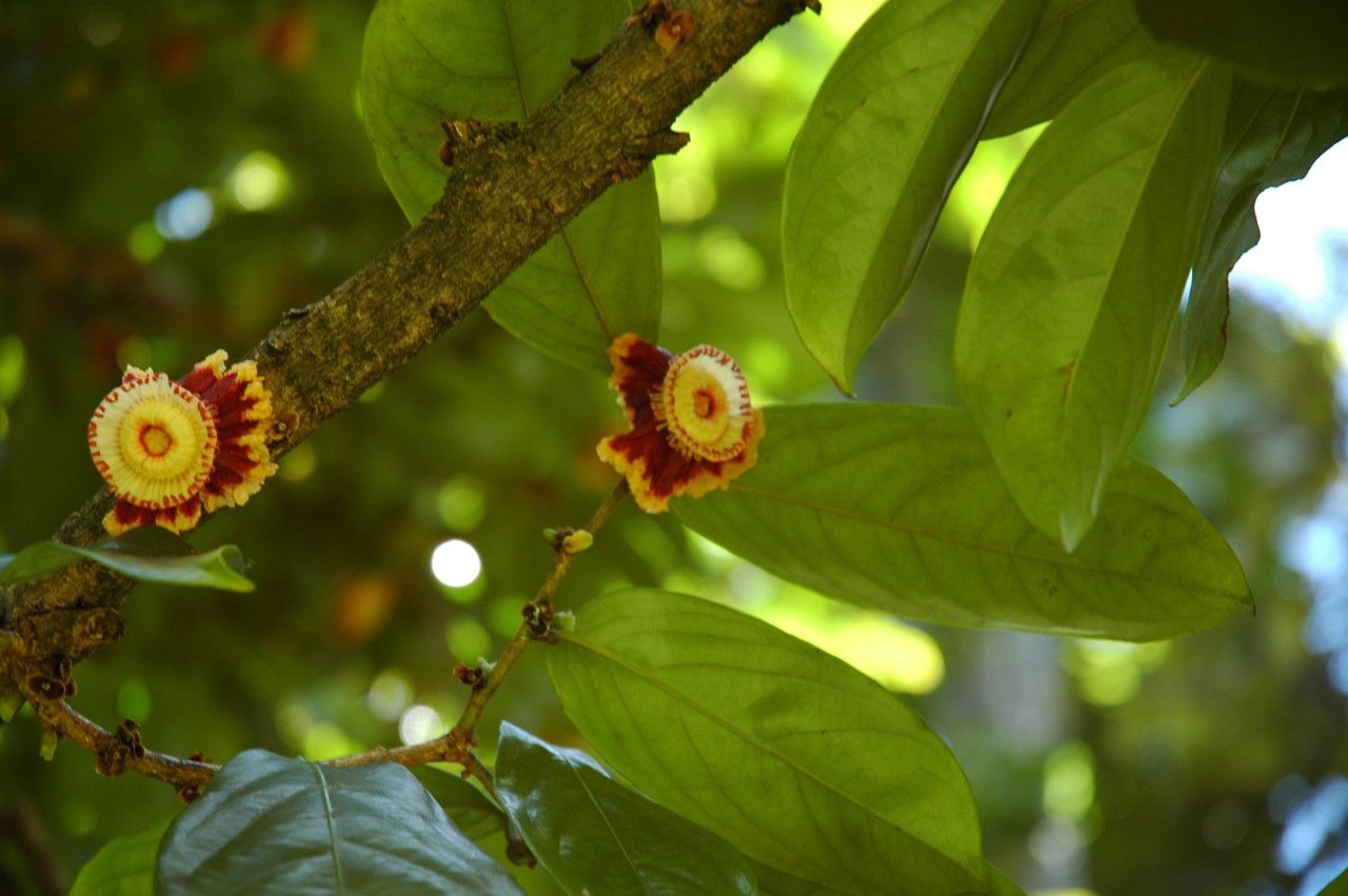 Napoleonaea imperialis flower