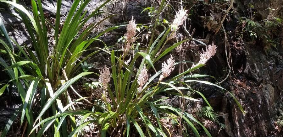Helmholtzia glaberrima habit