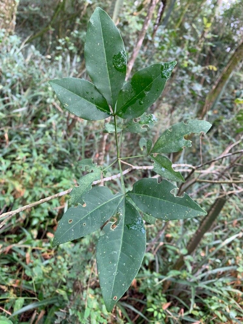 Esenbeckia febrifuga — related species from the same genus