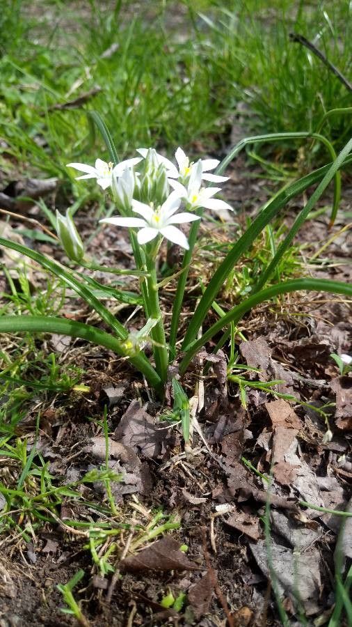 Ornithogalum orthophyllum