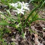 Ornithogalum orthophyllum