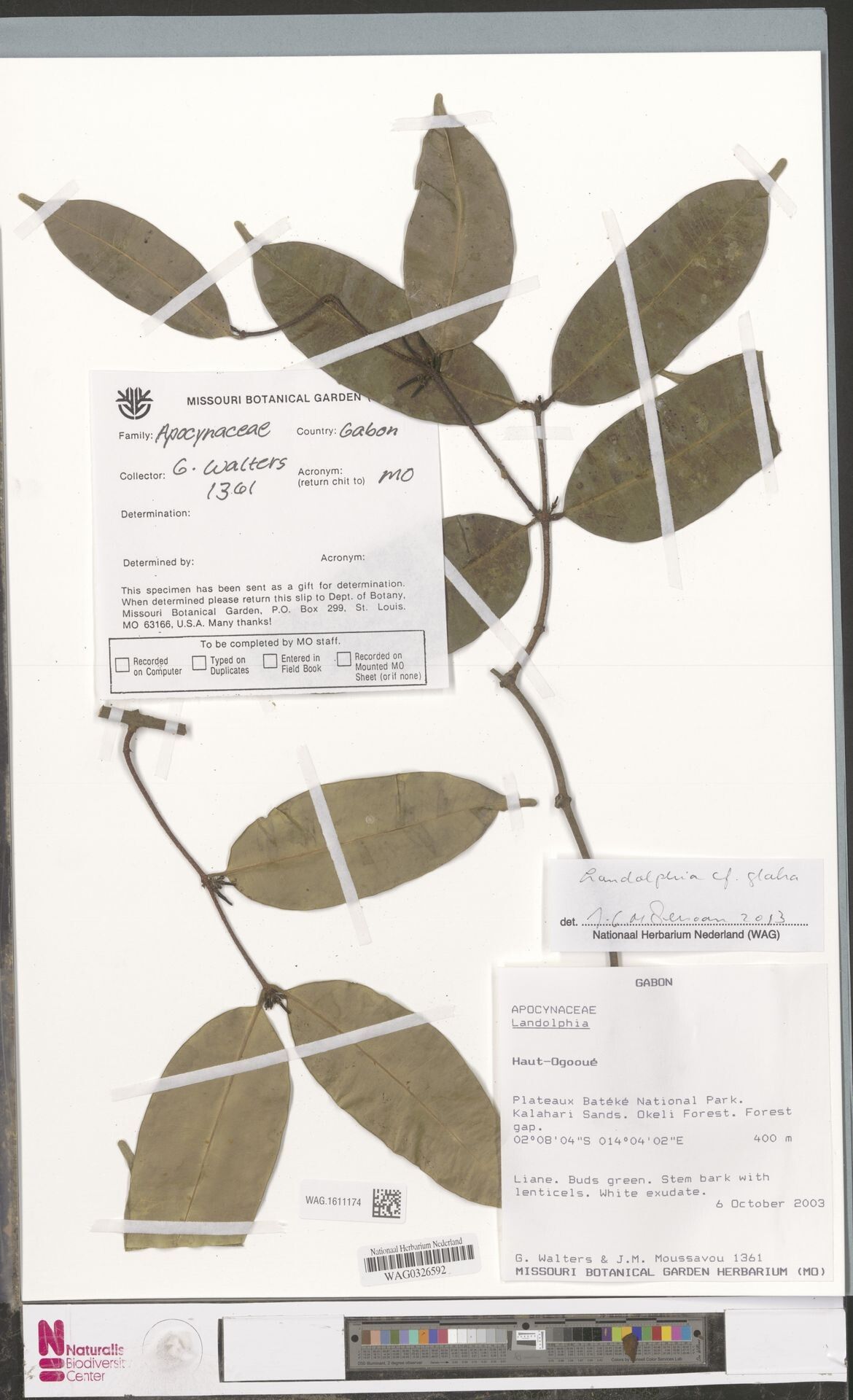 Landolphia noctiflora — houseplant care guide
