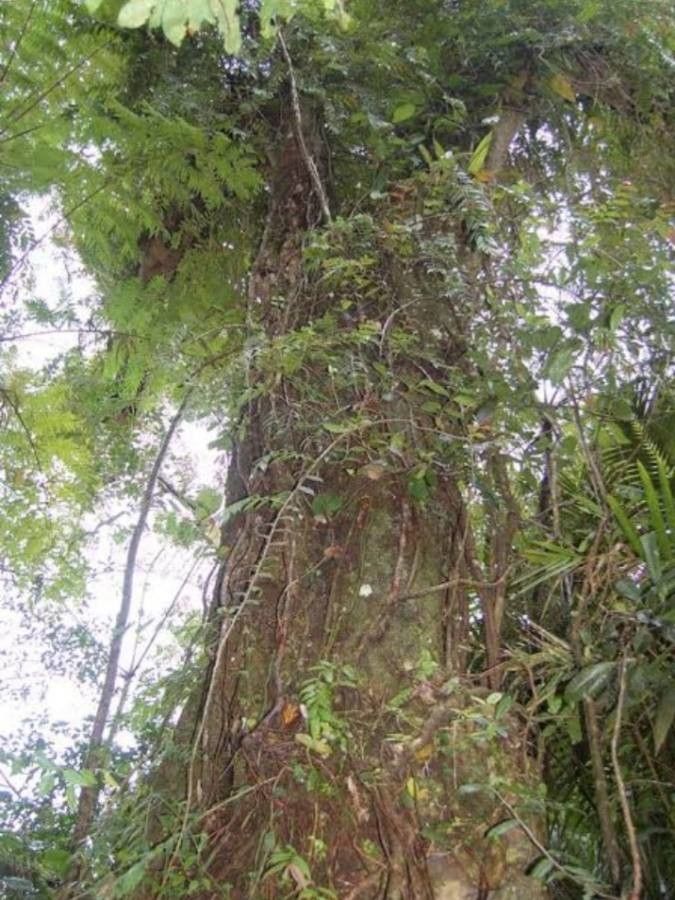 Magnolia splendens — search result for 'Magnolia'