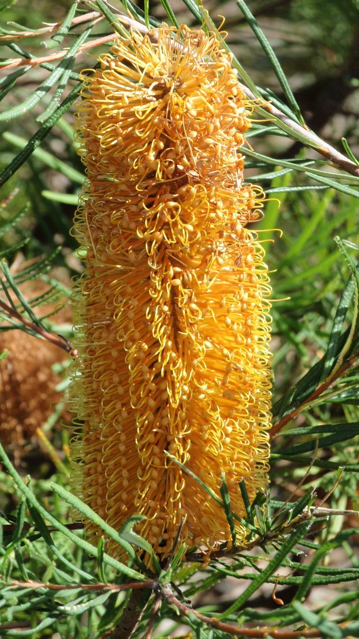 Banksia spinulosa flower