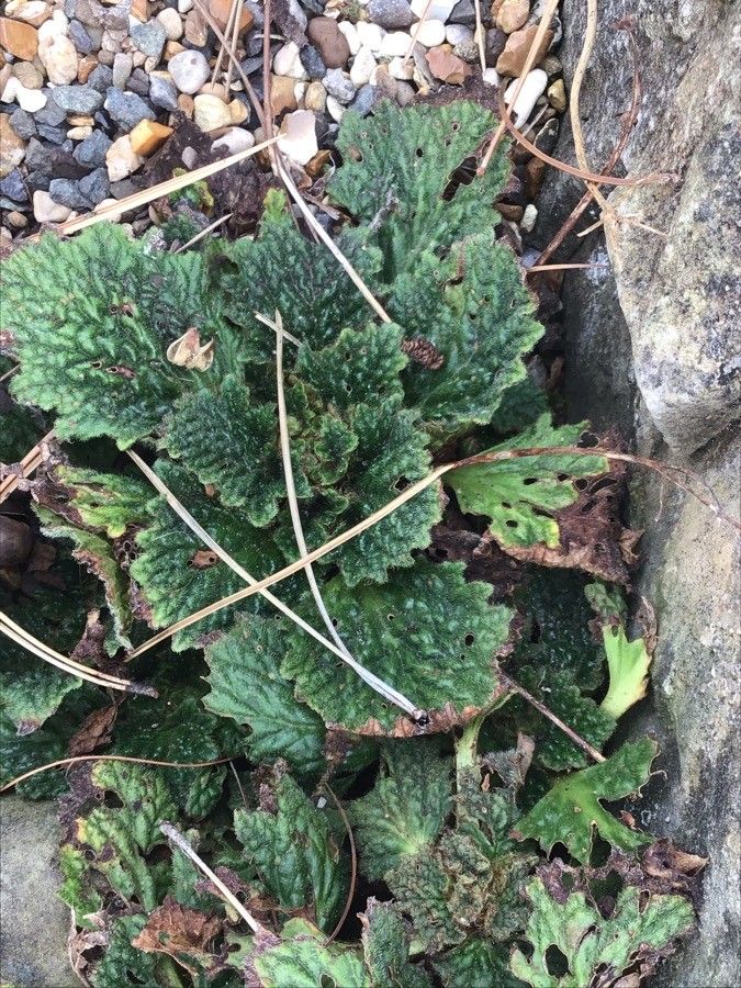 Ramonda myconi — search result for 'Gesneriaceae'