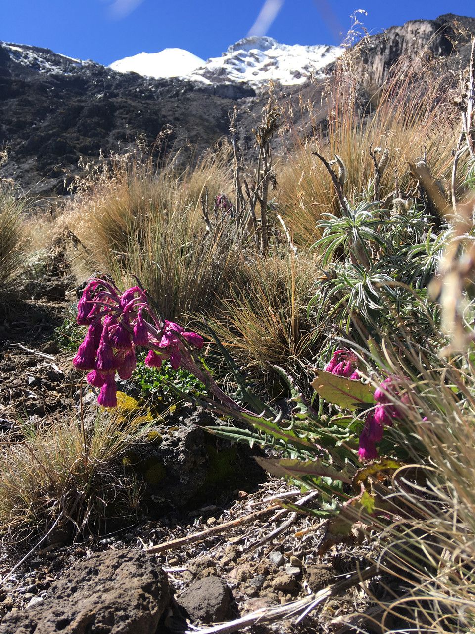 Senecio roseus habit