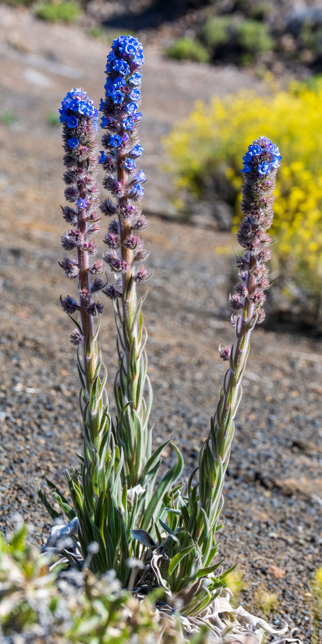 Echium auberianum habit