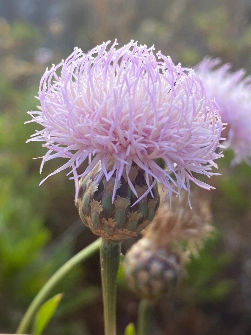 Cheirolophus junonianus flower