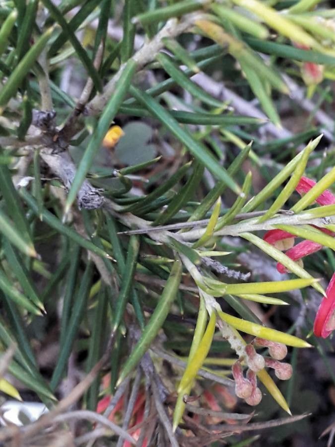 Grevillea rosmarinifolia — search result for 'Grevillea'