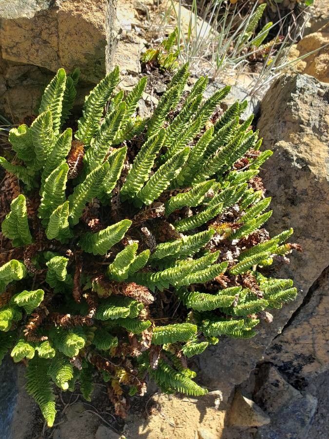 Polystichum lemmonii leaf