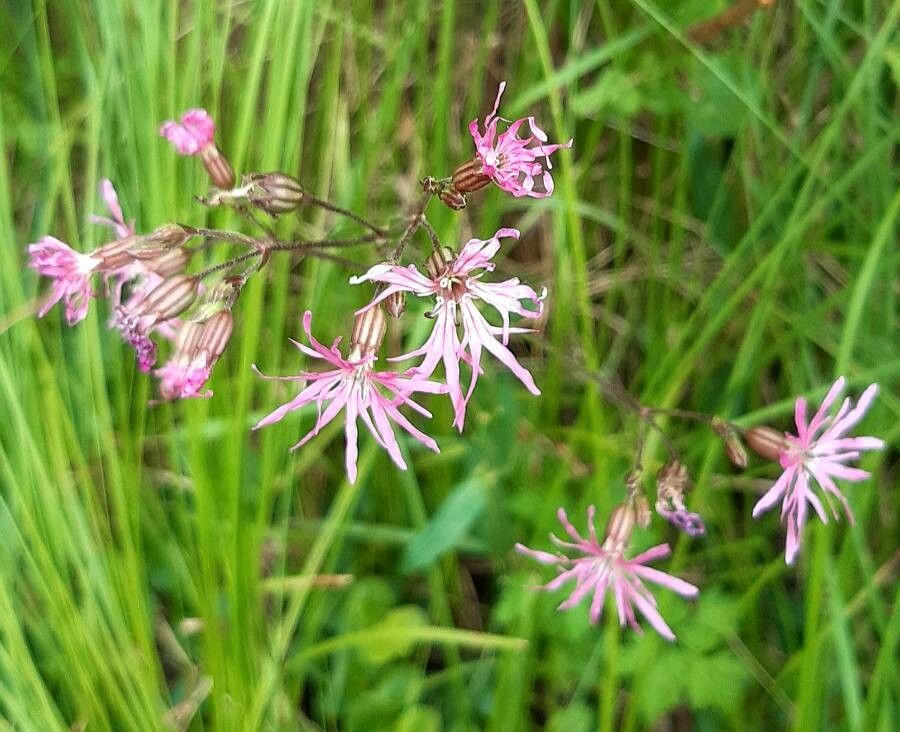 Lychnis flos-cuculi flower