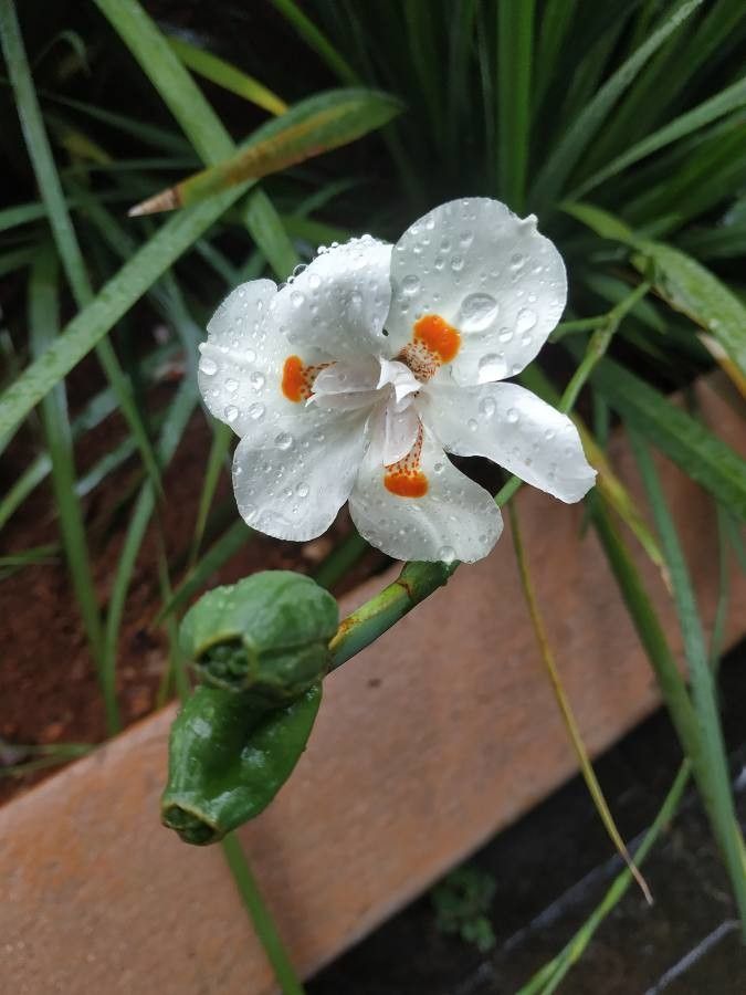 Dietes bicolor flower