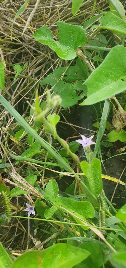 Ipomoea sinensis habit