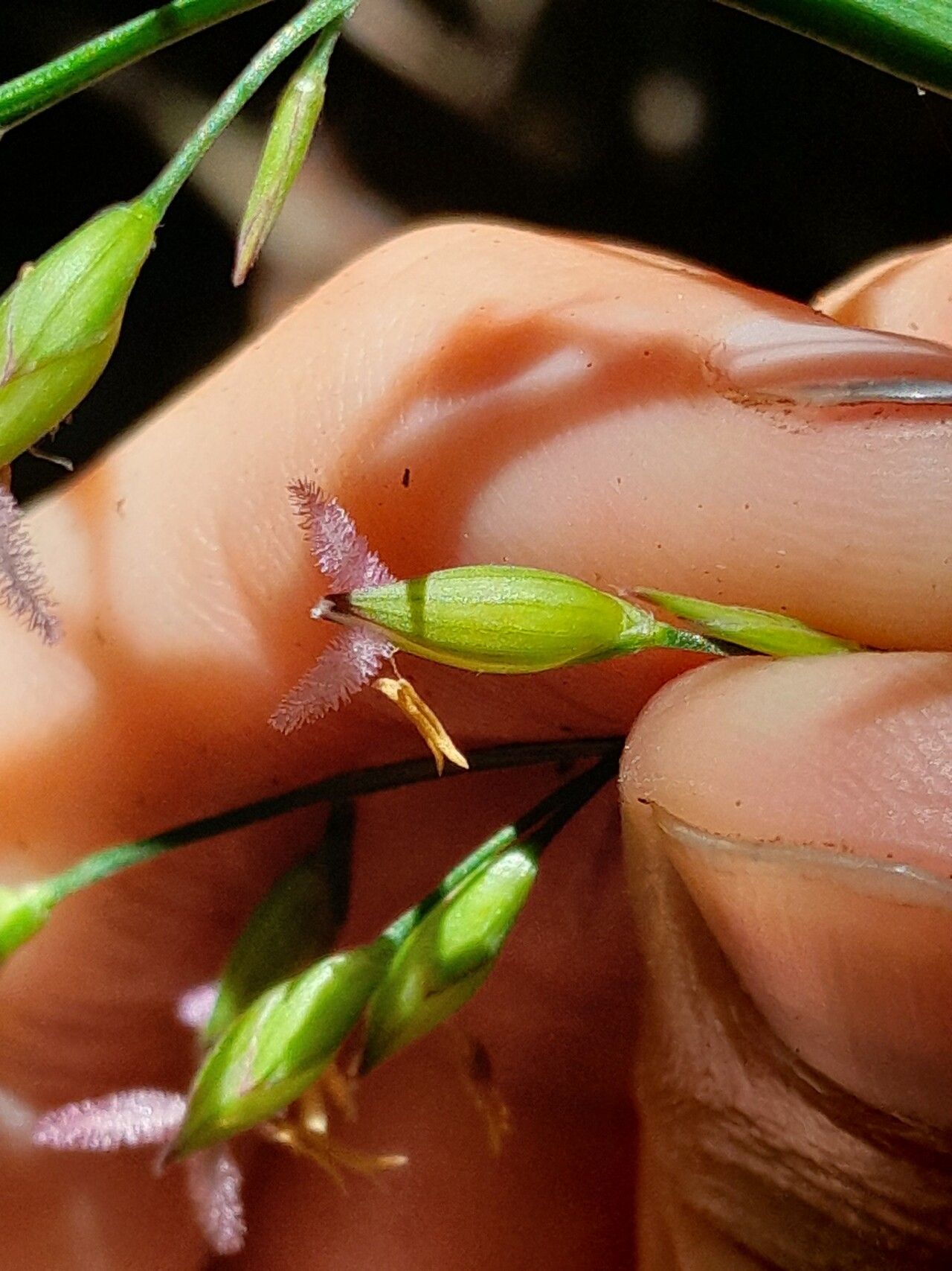 Ichnanthus panicoides flower