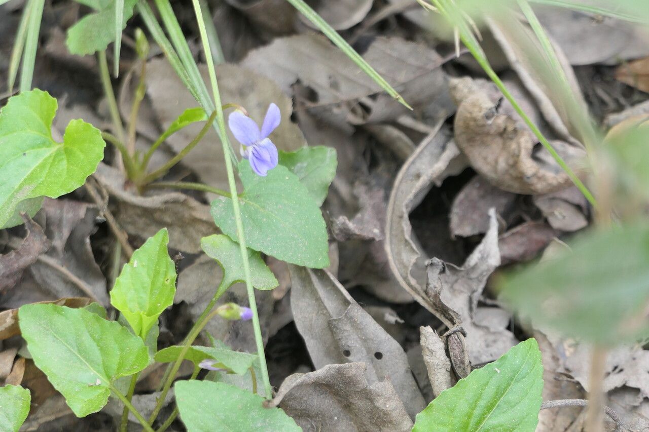 Viola cucullata — search result for 'Viola'