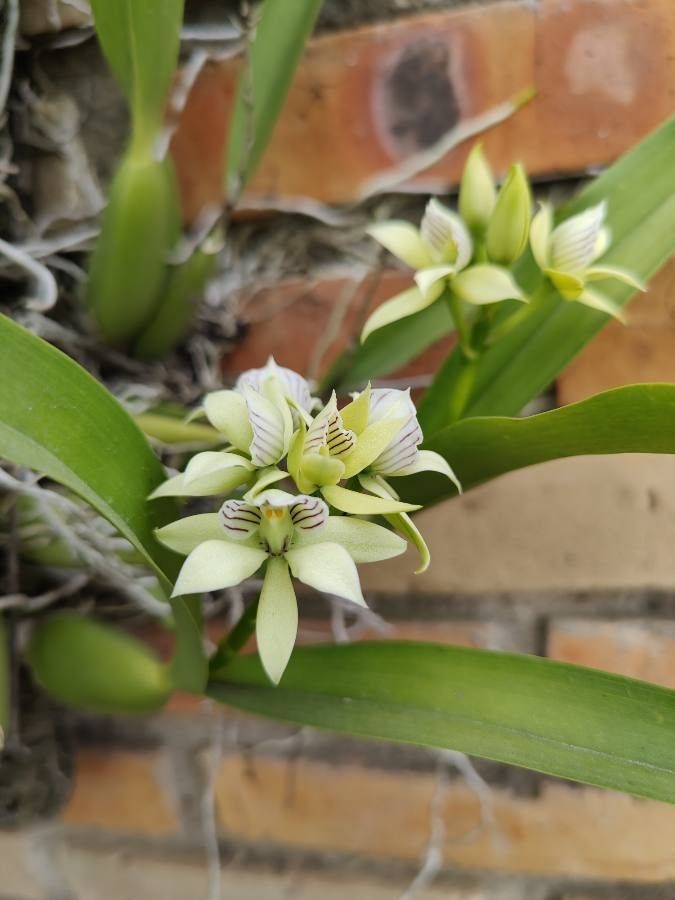 Prosthechea fragrans flower