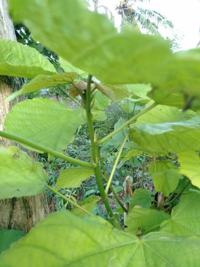 Kleinhovia hospita leaf