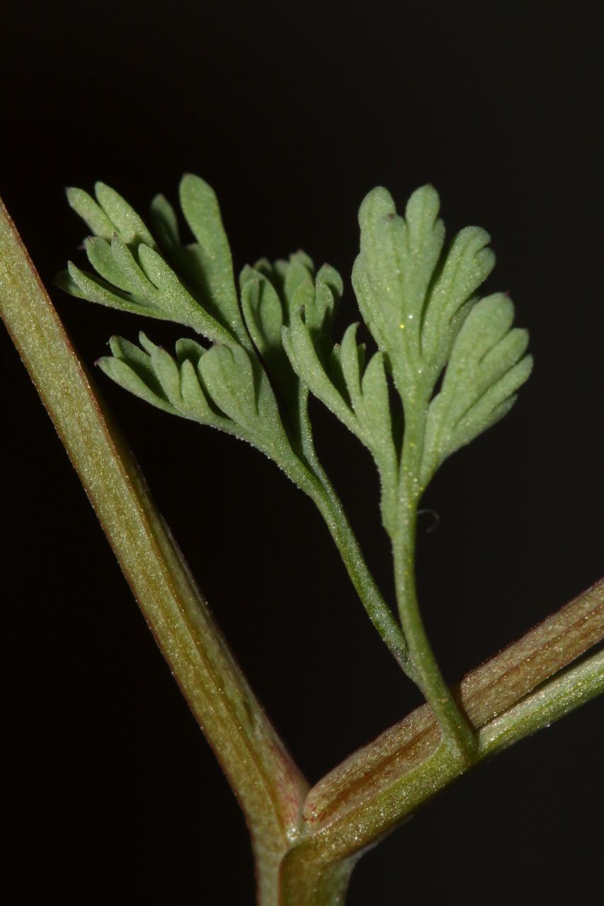 Fumaria kralikii leaf