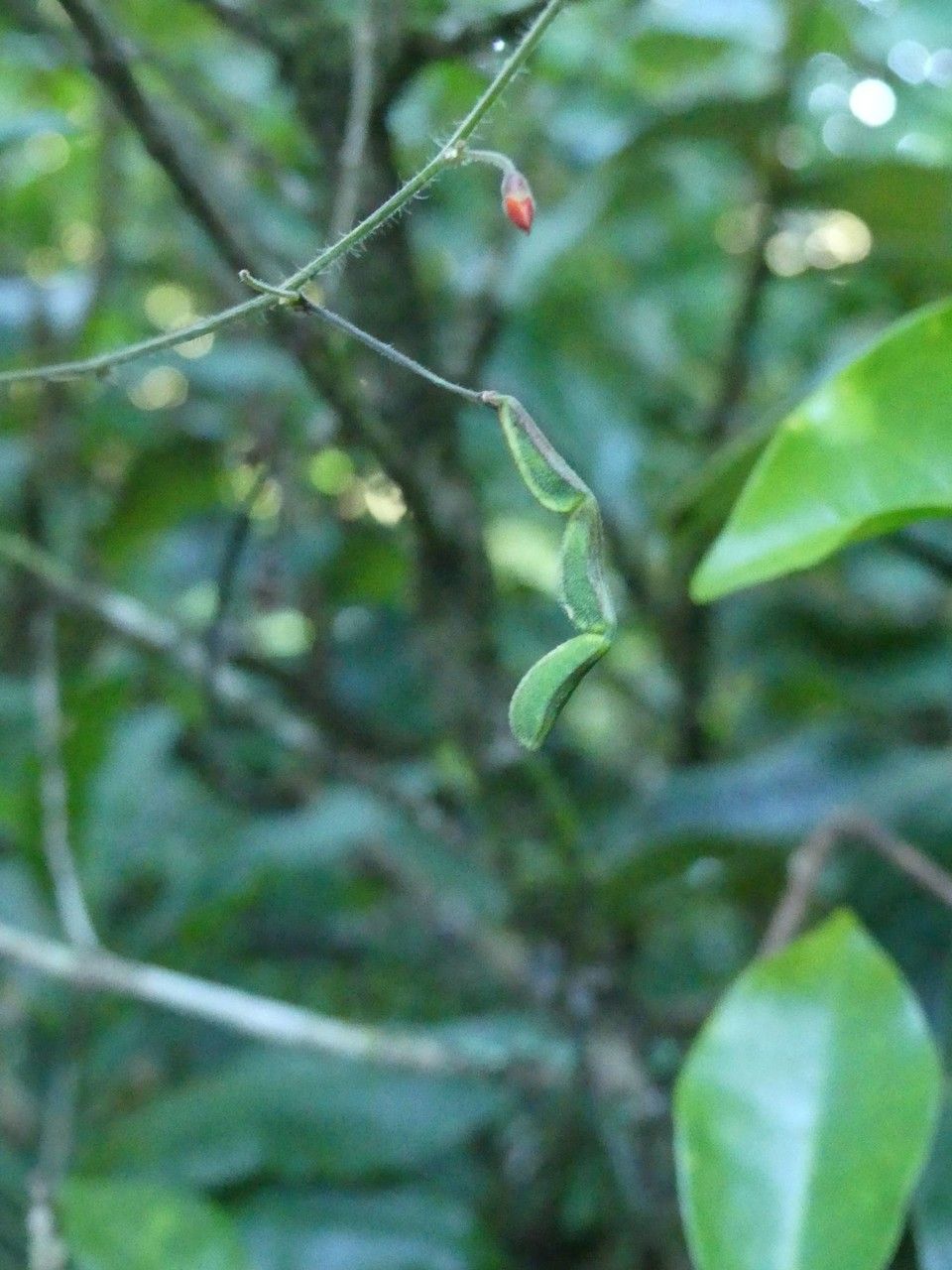 Hylodesmum repandum fruit