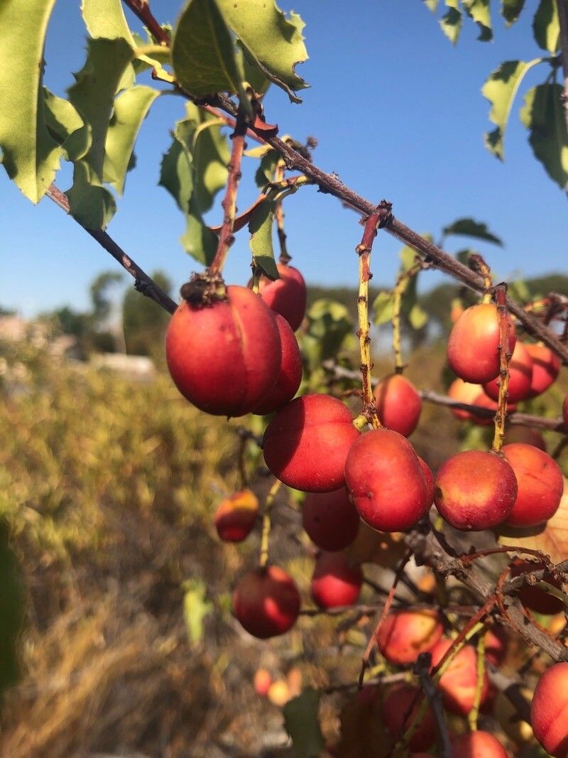 Prunus ilicifolia fruit