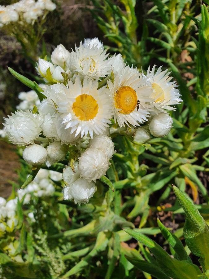 Helichrysum chionoides flower