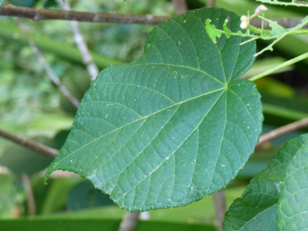 Dombeya acutangula — search result for 'Congo'