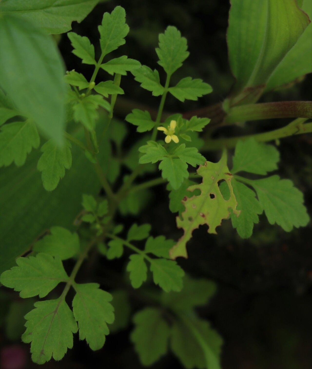 Cardamine trichocarpa habit