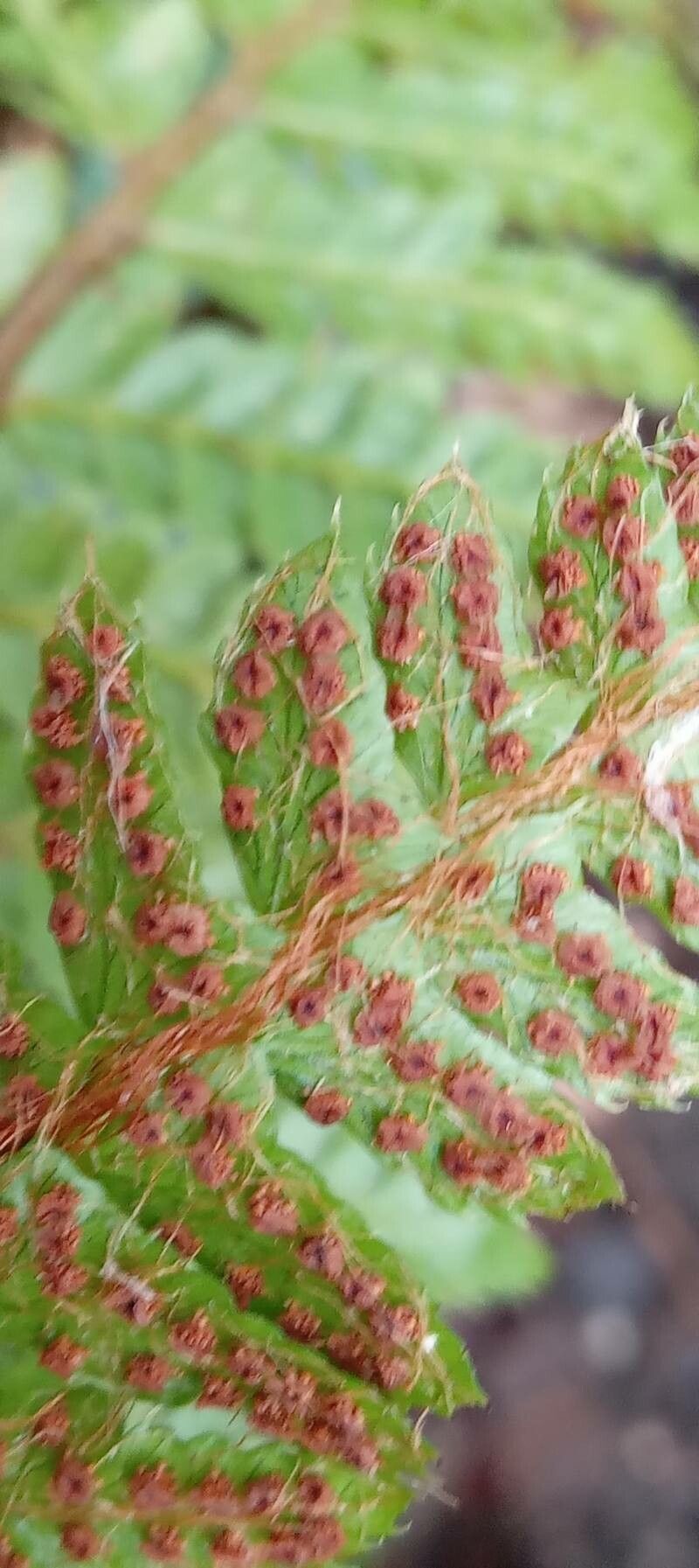 Polystichum polyblepharum fruit