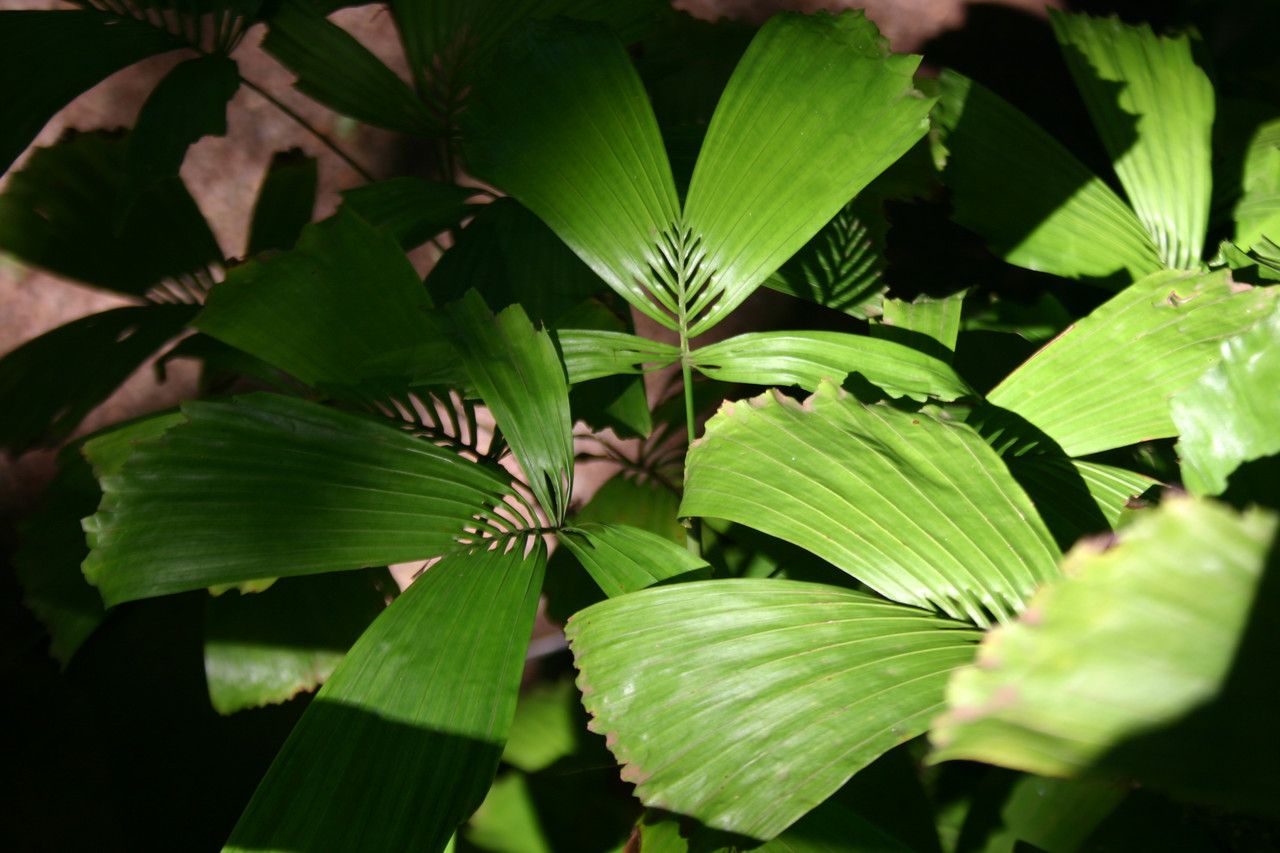 Reinhardtia gracilis — related species from the same genus