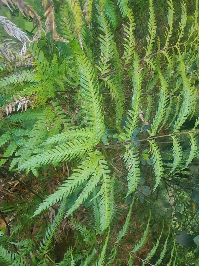Pteris tremula flower