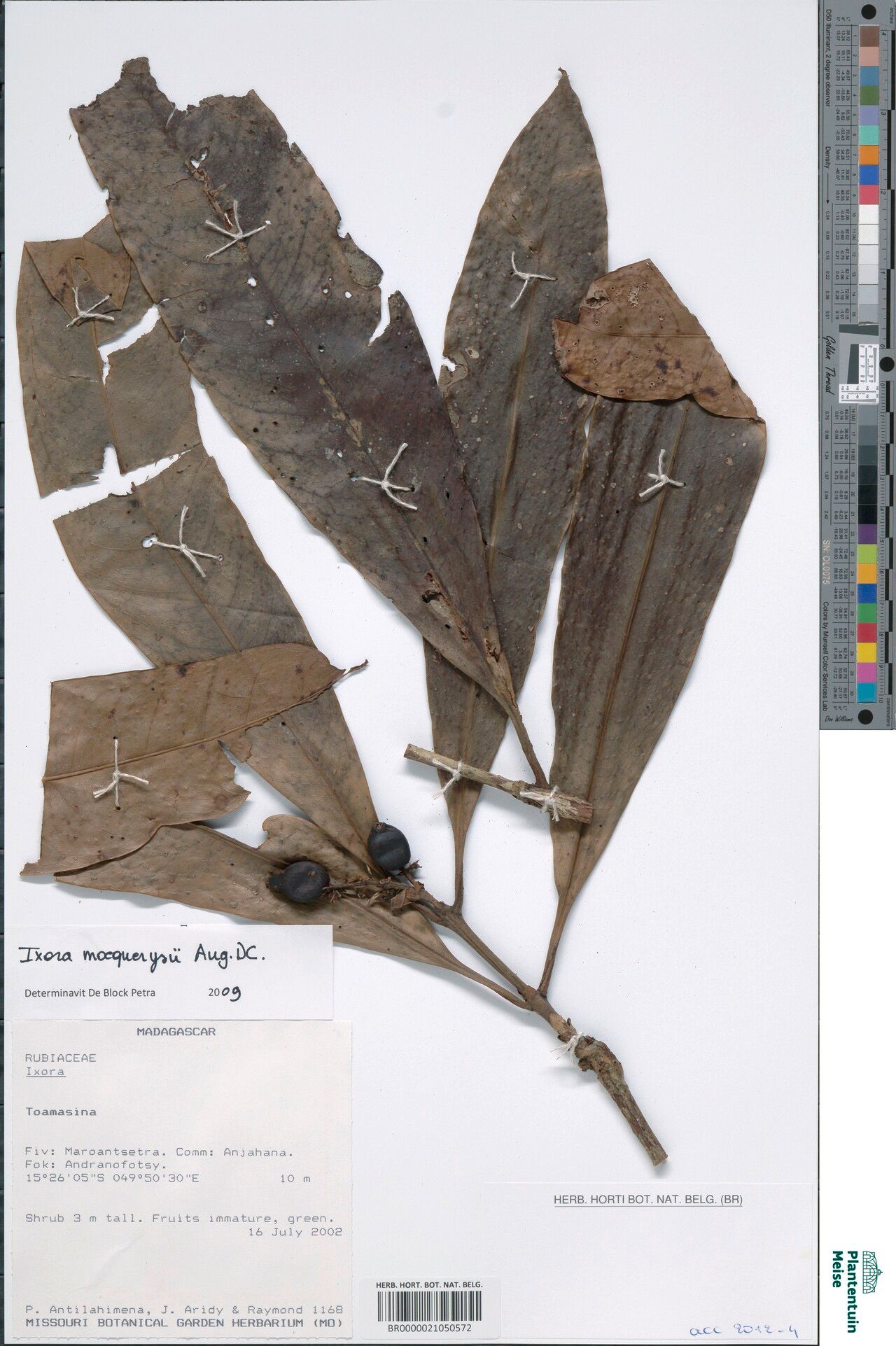 Ixora mocquerysii — search result for 'Ixora'