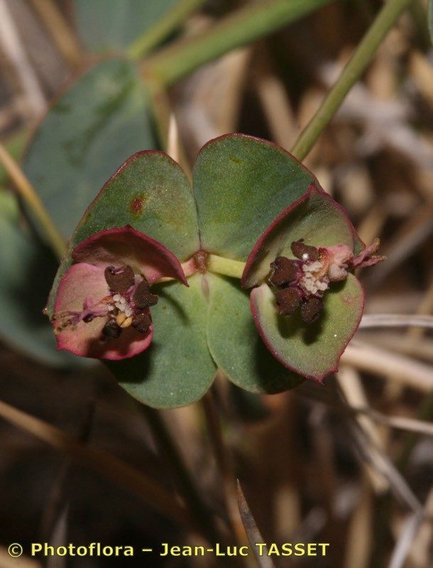 Euphorbia nevadensis flower