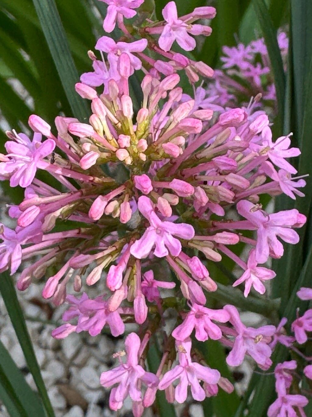 Valeriana sibthorpii — search result for 'Valeriana'