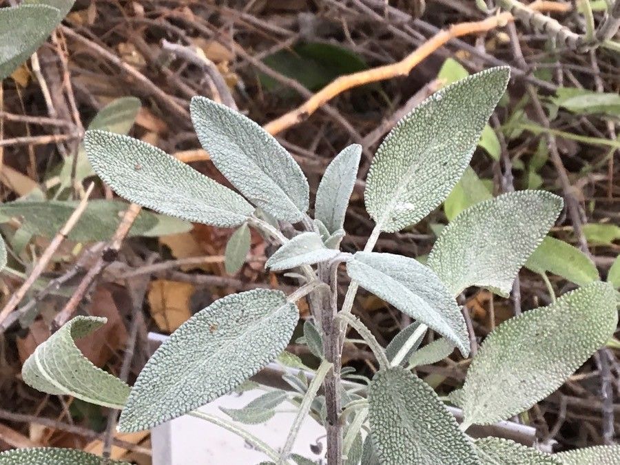 Salvia cadmica — houseplant care guide