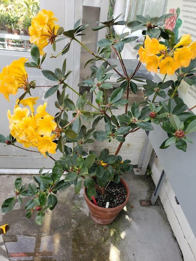 Rhododendron valentinianum habit
