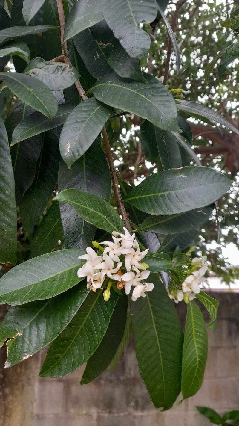 Tabernaemontana catharinensis leaf