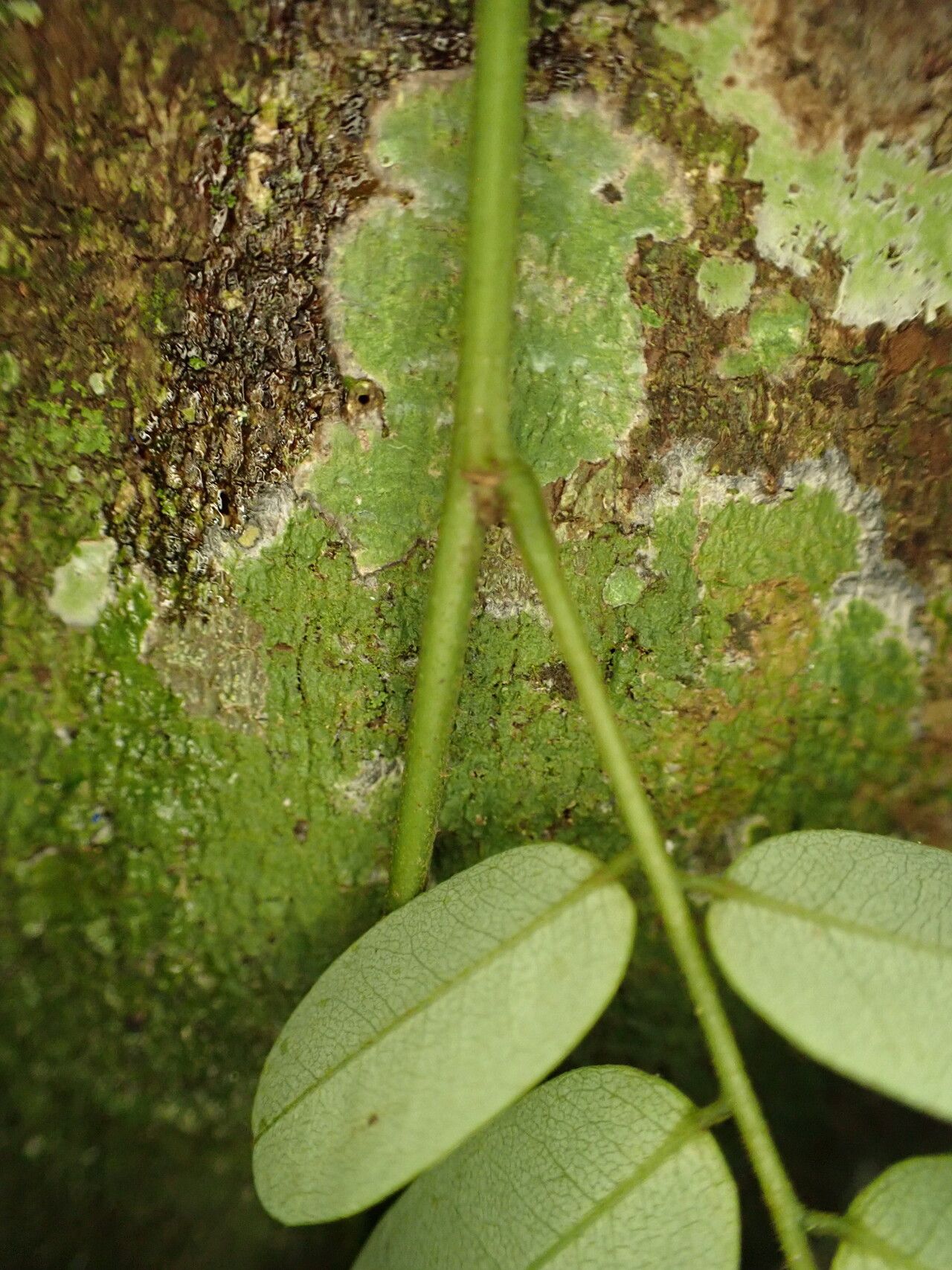 Dalbergia hostilis bark