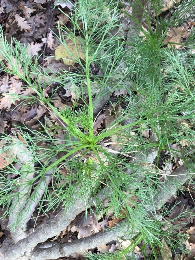 Coreopsis gigantea — houseplant care guide