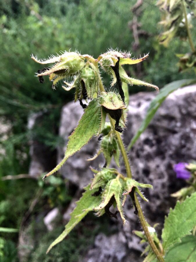 Campanula trachelium fruit